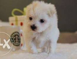 Cute maltese puppies .check whats app belo...