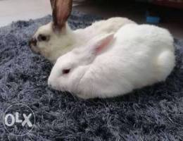 Rabbits for sale