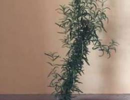 Rosemary plant for sale