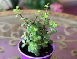 Jade plant