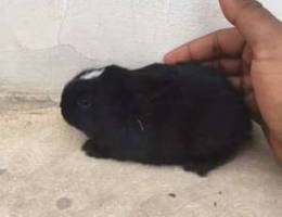 young rabbit for sale