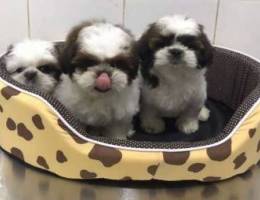 Shih Tzu puppies