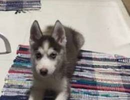 Husky