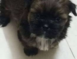 shihtzu for sale