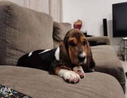 Basset hound