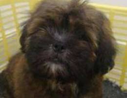 Cute puppies for sale Shih Tzu breed.