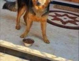 Adoption - 2 year old German Shepherd - Pl...