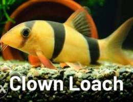 Clown loach wanted