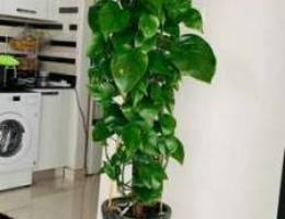 2 indoor plants 2 meters high