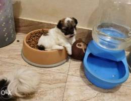 Shihtzu Female Puppy