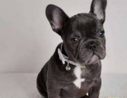 Pure french bulldogs puppies in bahrain