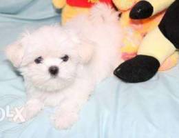 Plyaful puppies maltese .check below