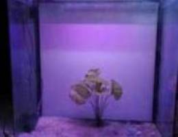 Fiberglass Aquarium