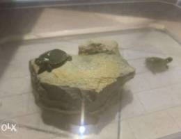 2 turtles free with rocks, food and contai...