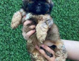 Mini Shih tzu