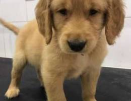 golden retriever puppy