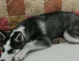 Husky Puppy