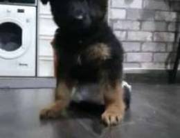 Female german shepherd 3 months old