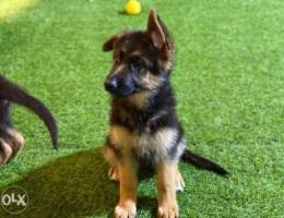 German Shepherd dog