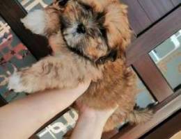 For sale Shih tzua Dog