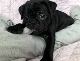 Beautifull pug puppies .check my whats app...