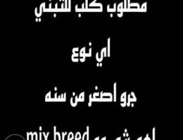 Ù…Ø·Ù„ÙˆØ¨ ÙƒÙ„Ø¨