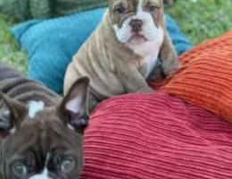 English bulldog puppies whats app below