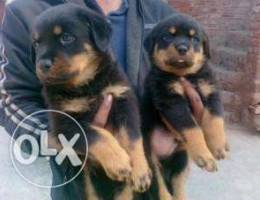 Rottweiler puppies need to go