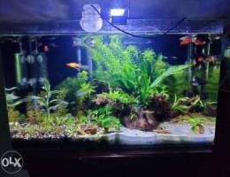 Planted aquarium for sale