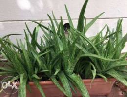 aloe vera