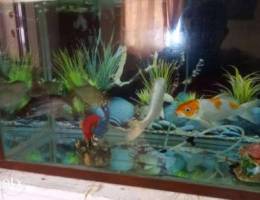 Aquarium for sale,with good condition