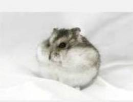 I need Dwarf hamster 2-3 bd