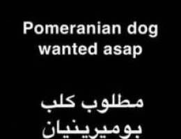 pomeranian dog wanted