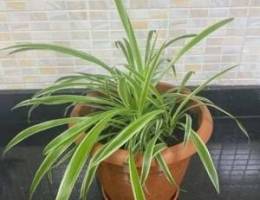 Beautiful Healthy spider plant