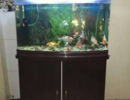 Fish tank aquarium with fish