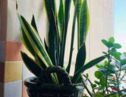 snake plant