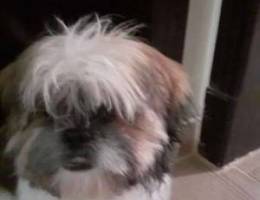 Shih Tzu Canine