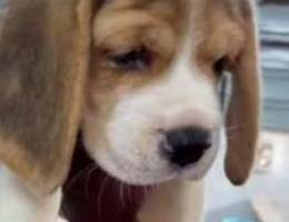 Imported beagle puppys in bahrain now 50 d...