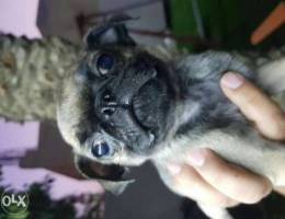 Female pug 2 months old