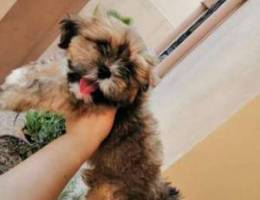 For sale Shih tzua Dog