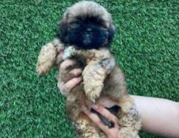 Mini shihtzu