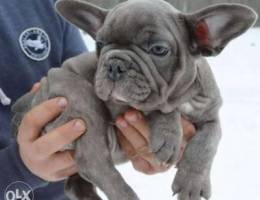 French bulldog in bahrain