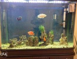 for sale aquarium