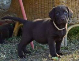 Chocolate labrador Retriever