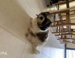 So cute Shi Tzu dog with big metallic hous...