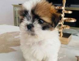 Mini shih tzu puppy