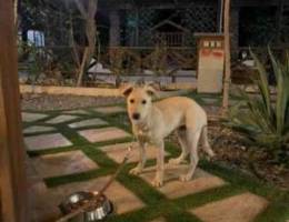 for sale Labrador retriever 5 month old Ge...