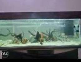 Aquarium for sale