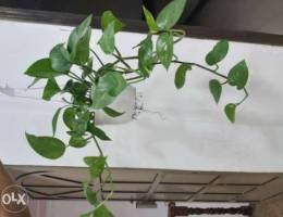 Money plant for sale