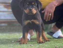 Rottweiler